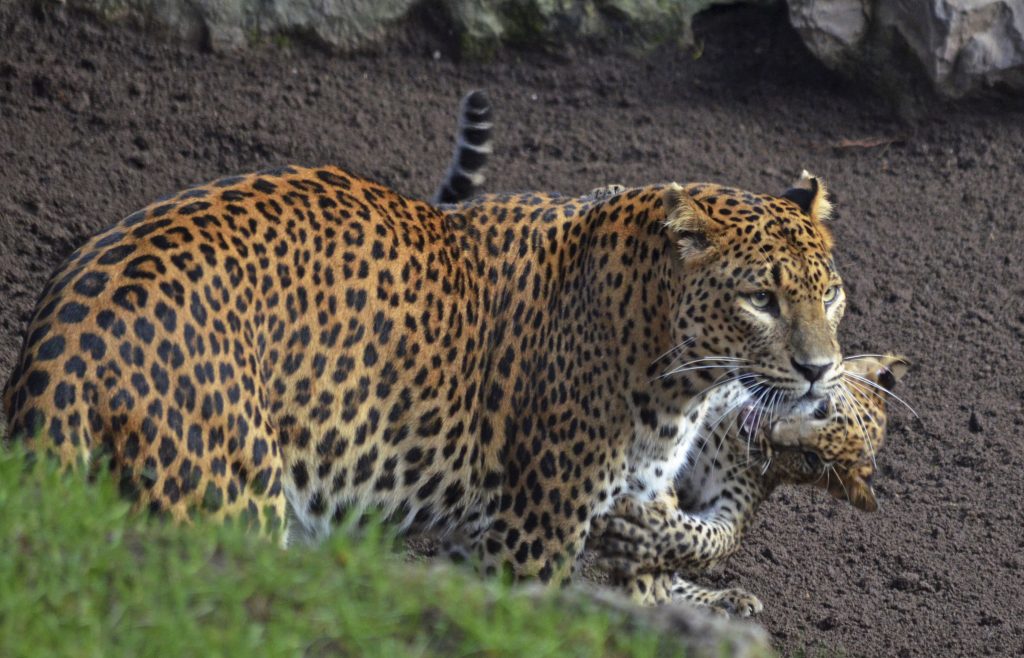 Leopardos en BIOPARC Valencia - madre y cría (otoño 2016)