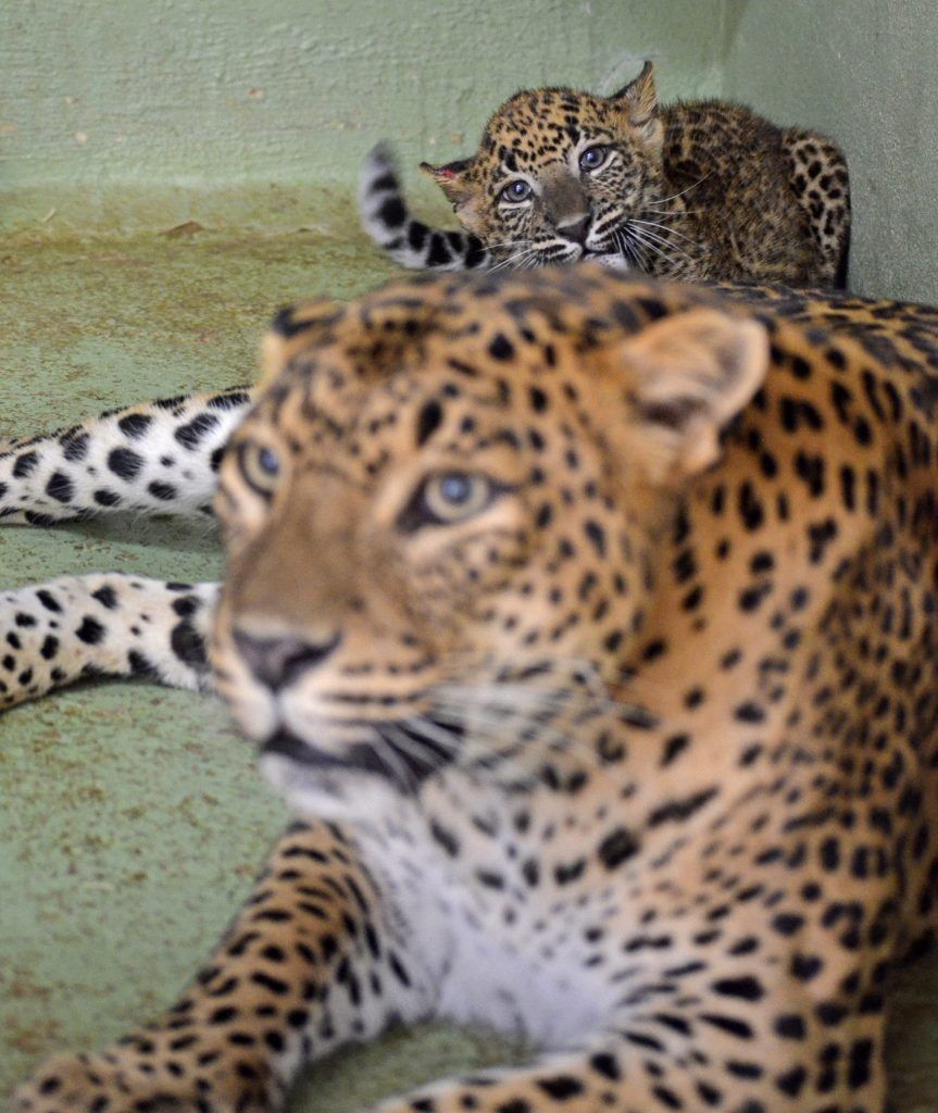 octubre-2016-leopardos-madre-y-cachorro-cobijo-interior-de-bioparc-valencia