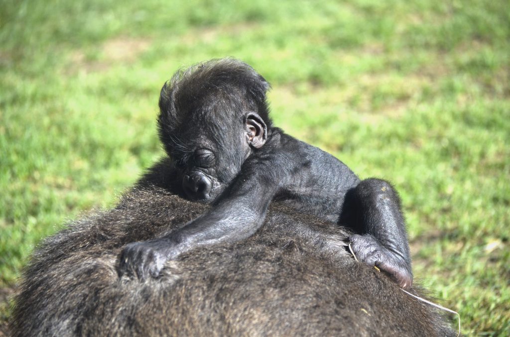 Babyboom 2016 - Bebé gorila nacido en BIOPARC Valencia - Obsérvalo crecer con el pase anual B!