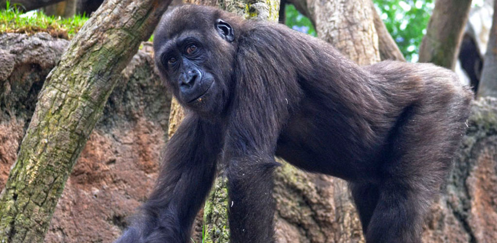 EBO, el primer gorila nacido en BIOPARC Valencia, celebra “su 4º cumple” en familia