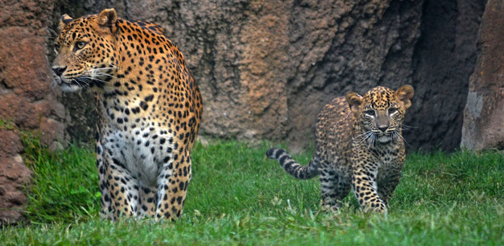 Primer día del cachorro de leopardo de BIOPARC Valencia a la vista del público