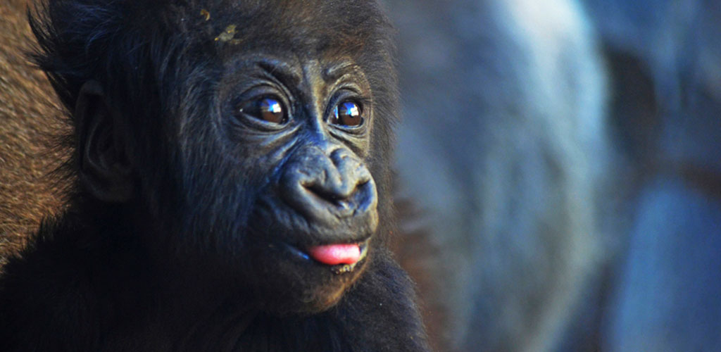 La bebé gorila nacida en BIOPARC Valencia cumple 3 meses y se llamará Virunga