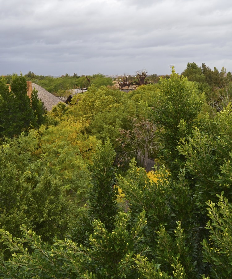 Los colores del otoño en los árboles - Departamento de Jardinería de BIOPARC