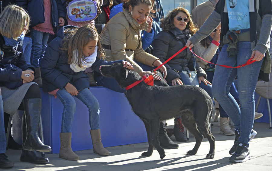 La adopción de perros muestra el compromiso de la sociedad valenciana con el bienestar animal en el desfile organizado por AUPA y BIOPARC Valencia