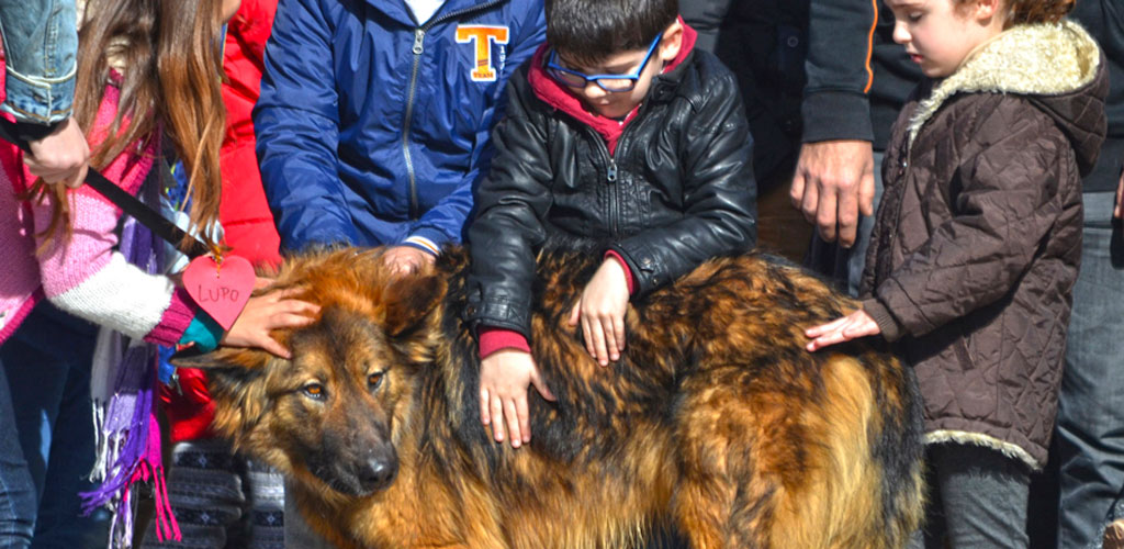 La adopción de perros muestra el compromiso de la sociedad valenciana con el bienestar animal en el desfile organizado por AUPA y BIOPARC Valencia