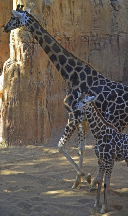BIOPARC ha abierto la oportunidad de participar en la elección del nombre de su nueva cría de jirafa de Rothschild como símbolo de conservación de su especie
