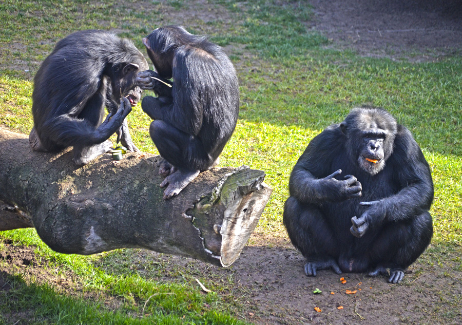 El chimpancé Moreno en BIOPARC Valencia - Chimpancé utilizando herramientas