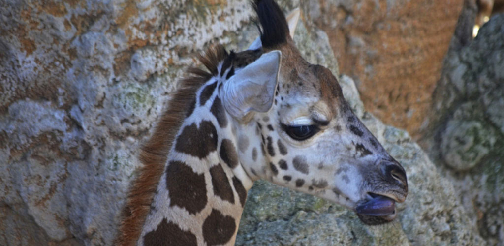 Kenia es el nombre elegido por votación popular para la última jirafa nacida en BIOPARC Valencia
