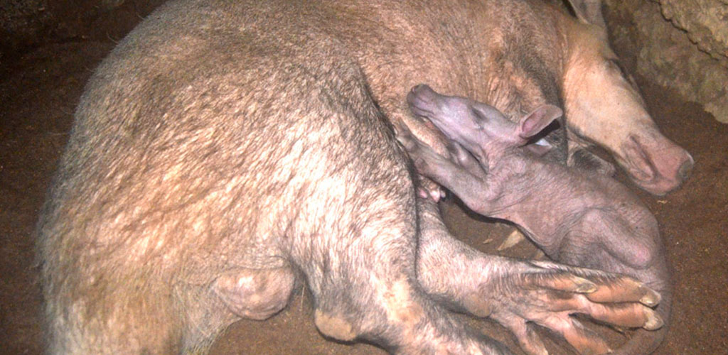 BIOPARC Valencia se consolida como referente en la conservación del "raro" oricteropo o cerdo hormiguero