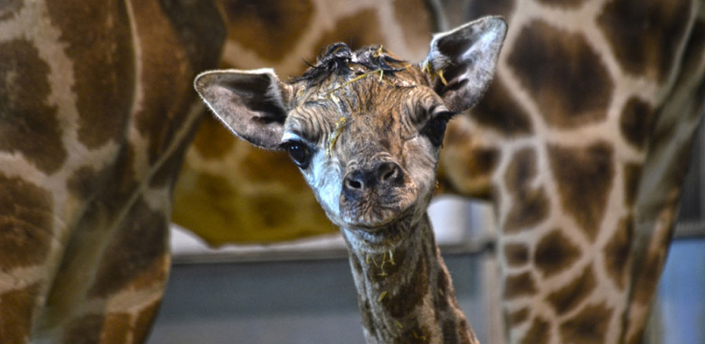 Nace una nueva jirafa en BIOPARC Valencia de una subespecie en peligro de extinción