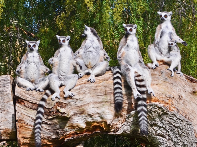 Cuántos lémures hay en Madagascar?