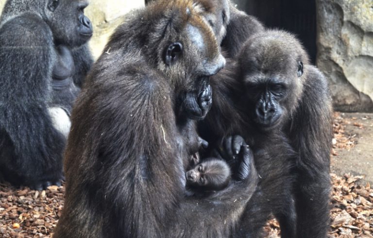 Los gorilas están en peligro crítico de extinción y este nuevo nacimiento representa un logro del programa internacional de conservación de la especie