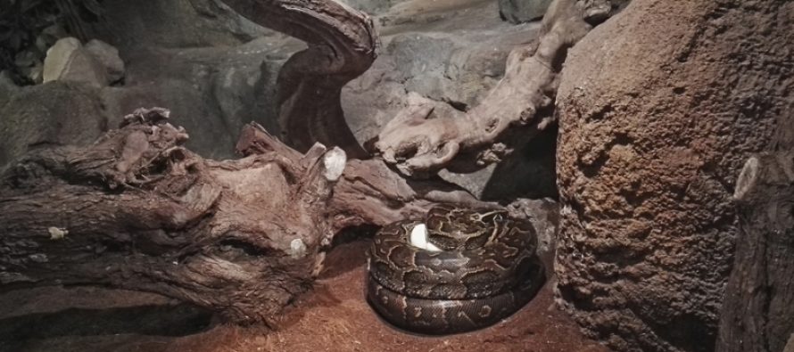 Espectacular puesta de huevos de la Pitón de Seba, la serpiente más grande de África