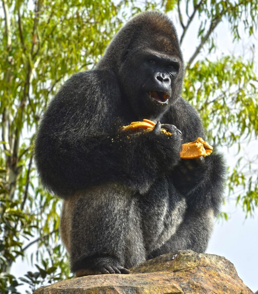 Mambie, el padre de todos los gorilas nacidos en BIOPARC Valencia