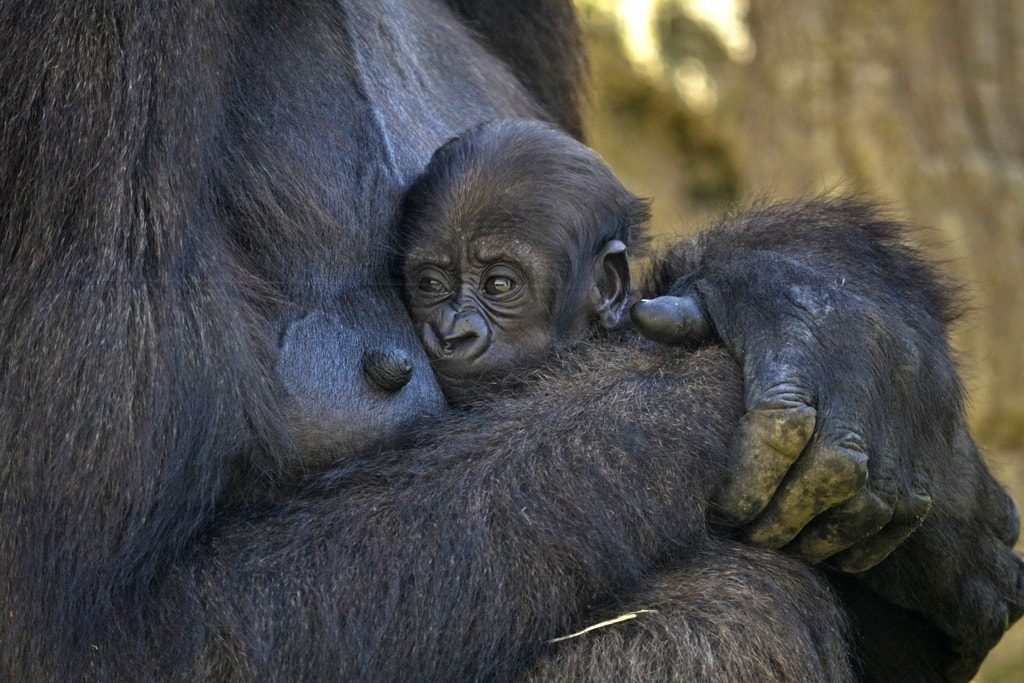 El tercer bebé gorila nacido en BIOPARC