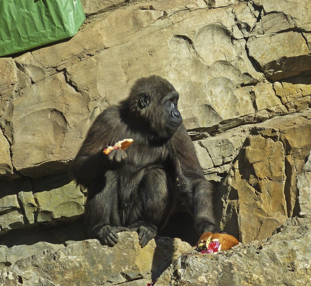 EBO, el primer gorila nacido en BIOPARC Valencia, cumple 5 años