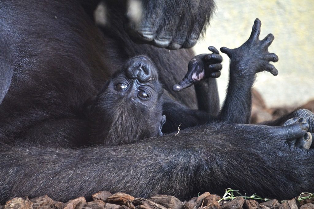 El tercer bebé gorila valenciano nacido en BIOPARC se llama MBELI