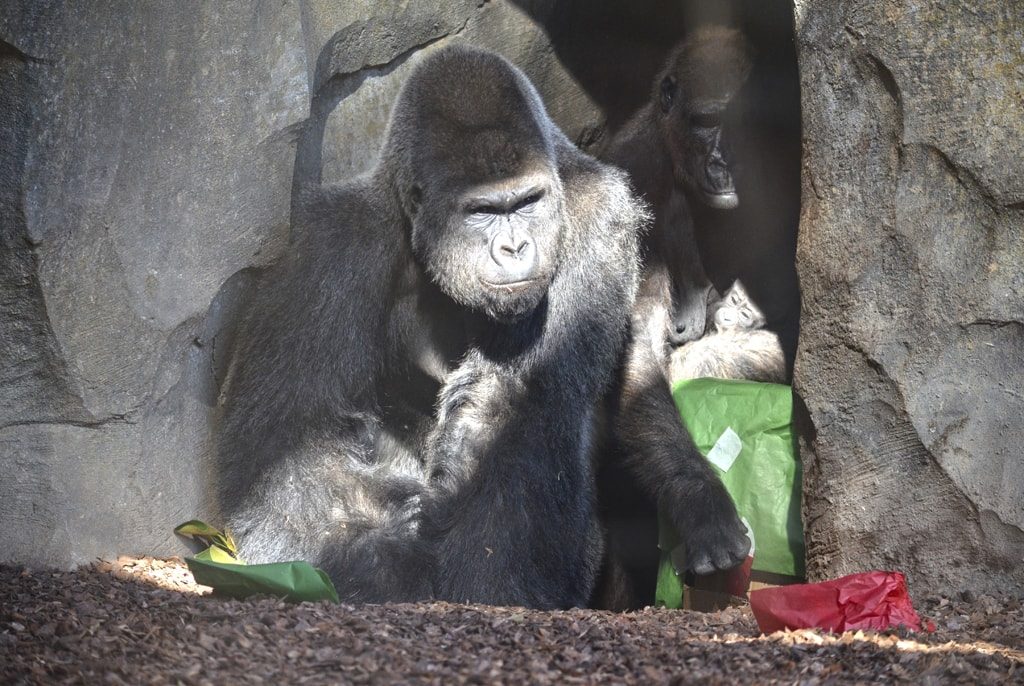 Fiesta de cumpleaños de EBO, primer gorila nacido en BIOPARC
