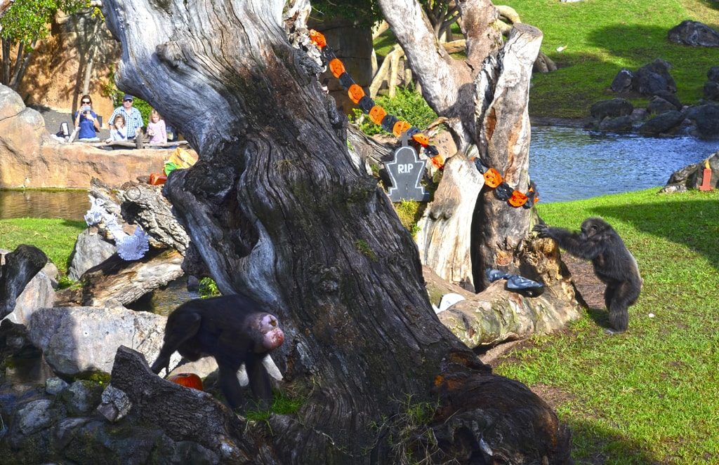 Los animales de BIOPARC Valencia celebran su “Halloween salvaje” - Chimpancés