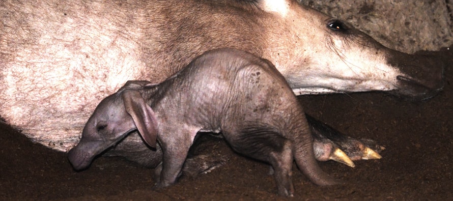 Bebé oricteropo - cerdo hormiguero - BIOPARC Valencia enero 2018