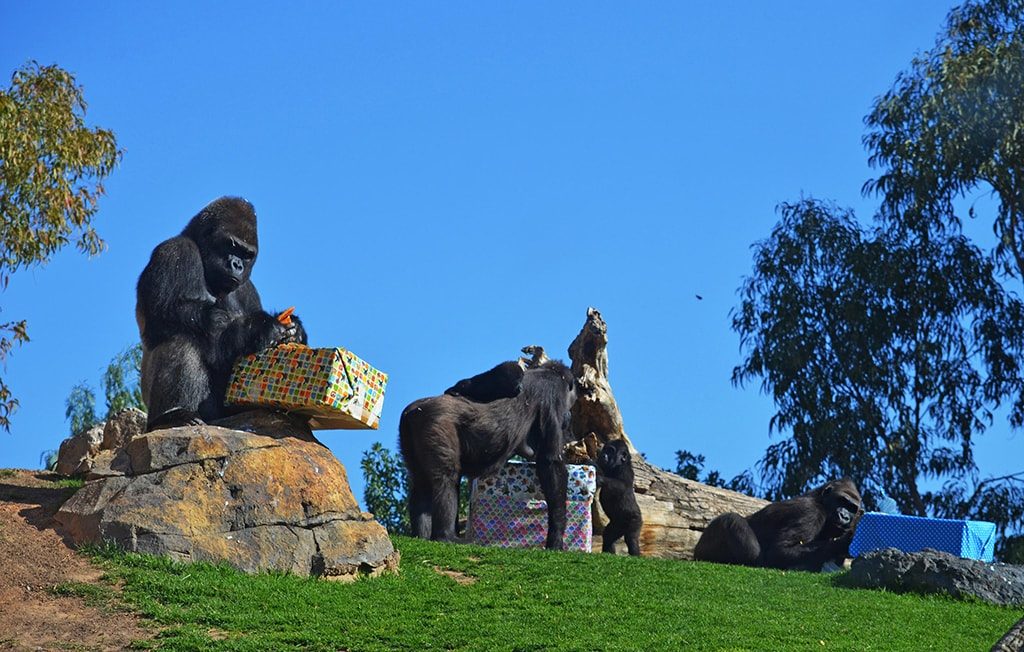 Familia de gorilas - 10º Aniversario BIOPARC Valencia