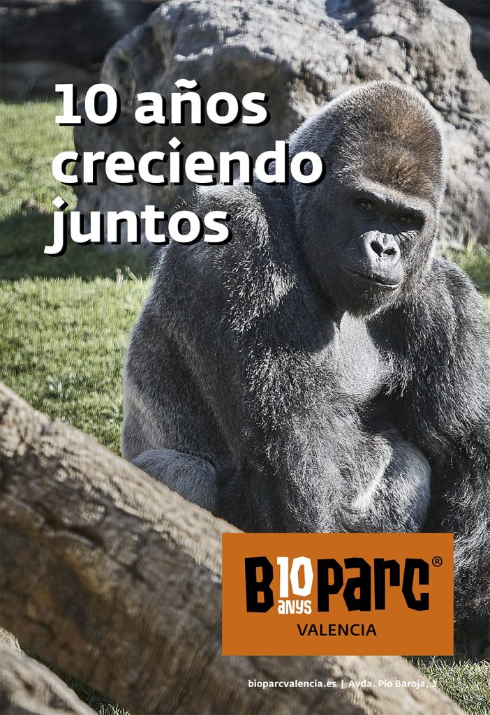 10º aniversario BIOPARC Valencia - imagen gorila