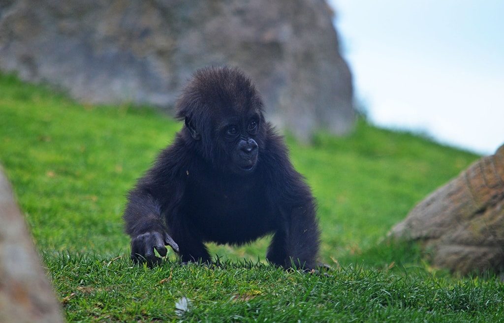 La bebé gorila MBELI de 6 meses explorando el bosque ecuatorial de BIOPARC Valencia