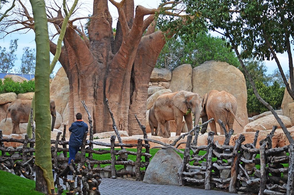 Cara a cara con los animales salvajes - Elefantes en el bosque de baobabs de BIOPARC Valencia