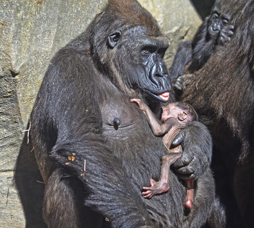 El cuarto bebé gorila valenciano nacido en BIOPARC es macho y se llama Pepe