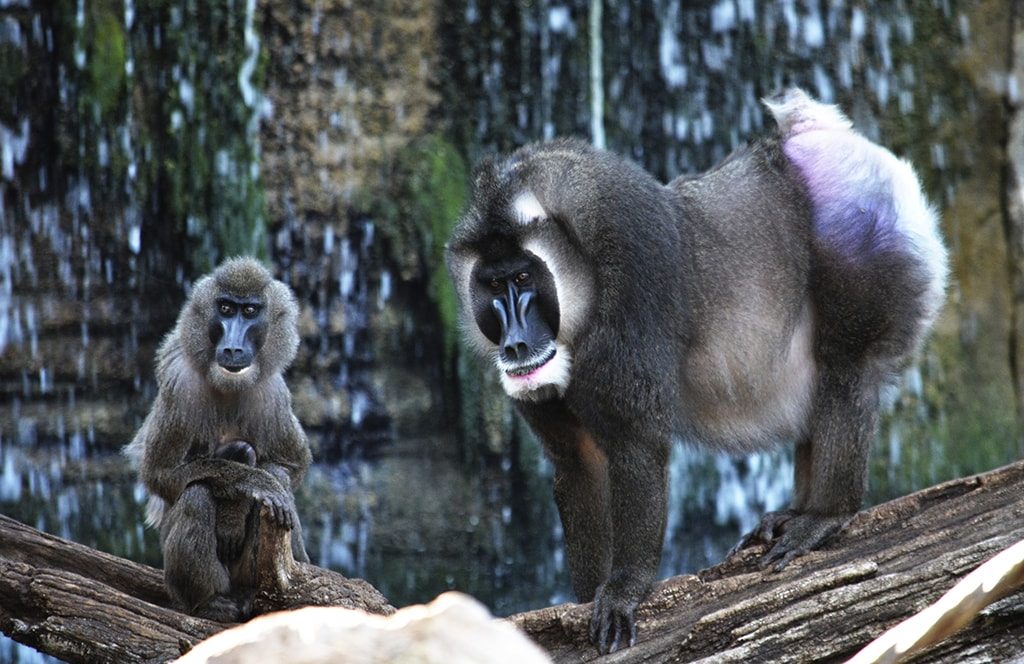 Nace un Dril en BIOPARC Valencia uno de los primates más amenazados de África