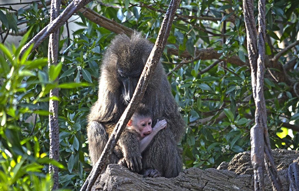 Nace un Dril en BIOPARC Valencia uno de los primates más amenazados de África (madre y cría)
