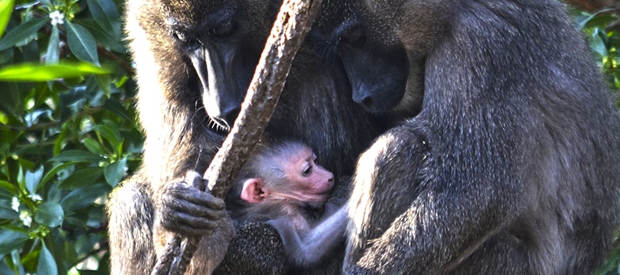Nace un Dril en BIOPARC Valencia uno de los primates más amenazados de África