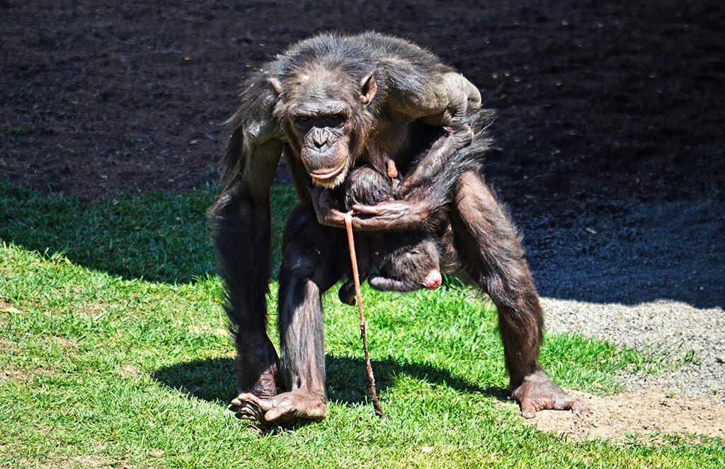 Nace una cría de chimpancé a la vista del público en BIOPARC Valencia