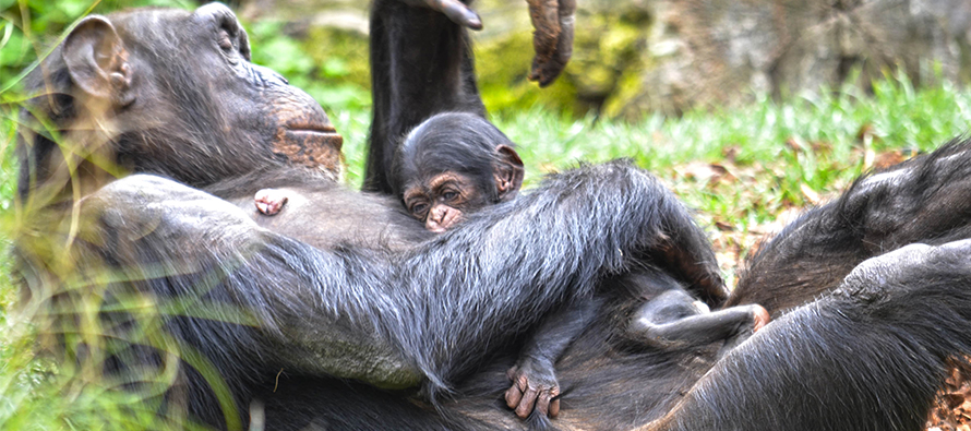 Muere la cría de chimpancé nacida en BIOPARC Valencia