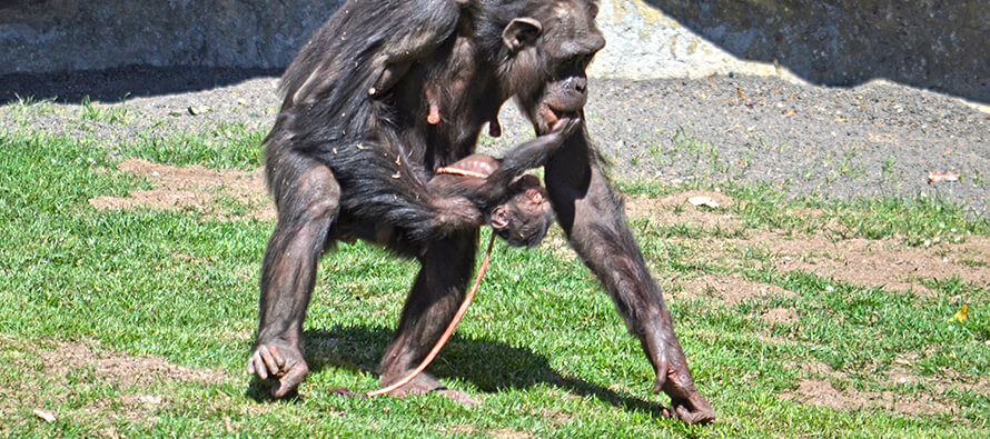 Nace una cría de chimpancé a la vista del público en BIOPARC Valencia