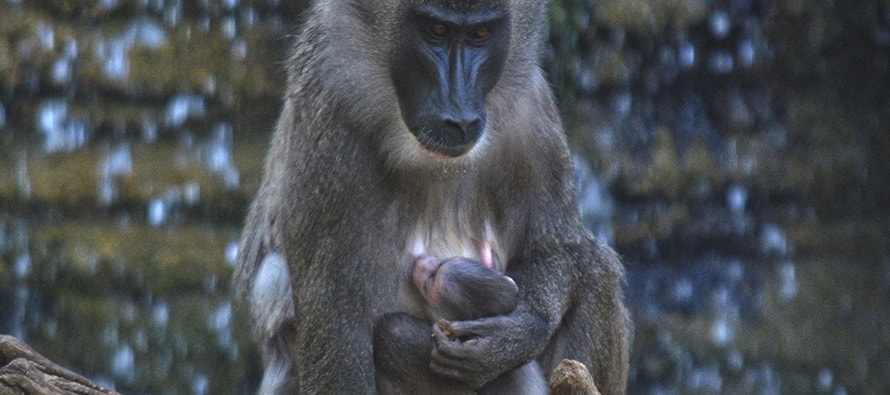 Nuevo nacimiento en BIOPARC Valencia de uno de los primates más amenazados de África