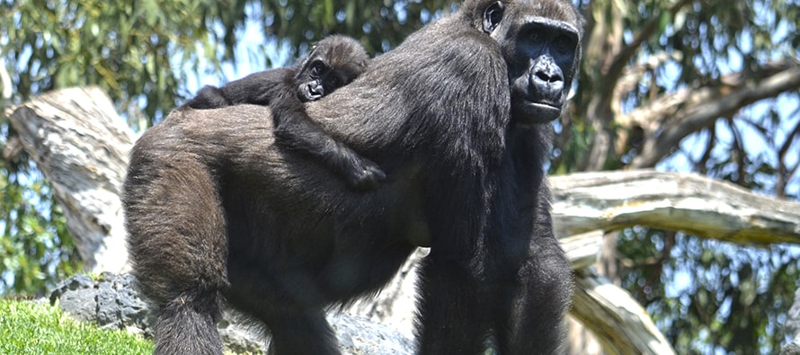 Muere Mbeli, la bebé gorila de 11 meses nacida en BIOPARC Valencia