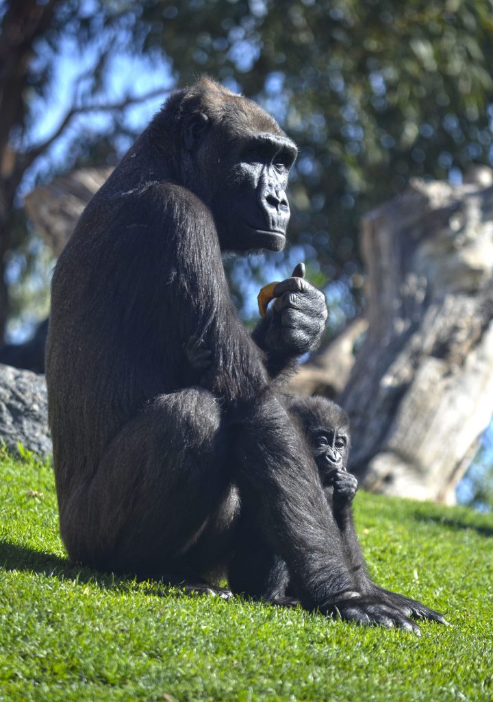 Muere Mbeli, la bebé gorila de 11 meses nacida en BIOPARC Valencia