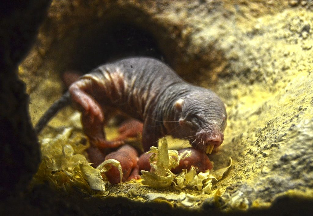En BIOPARC Valencia nace una camada de Rata topo desnuda, el rarísimo mamífero que prácticamente es inmune al cáncer 