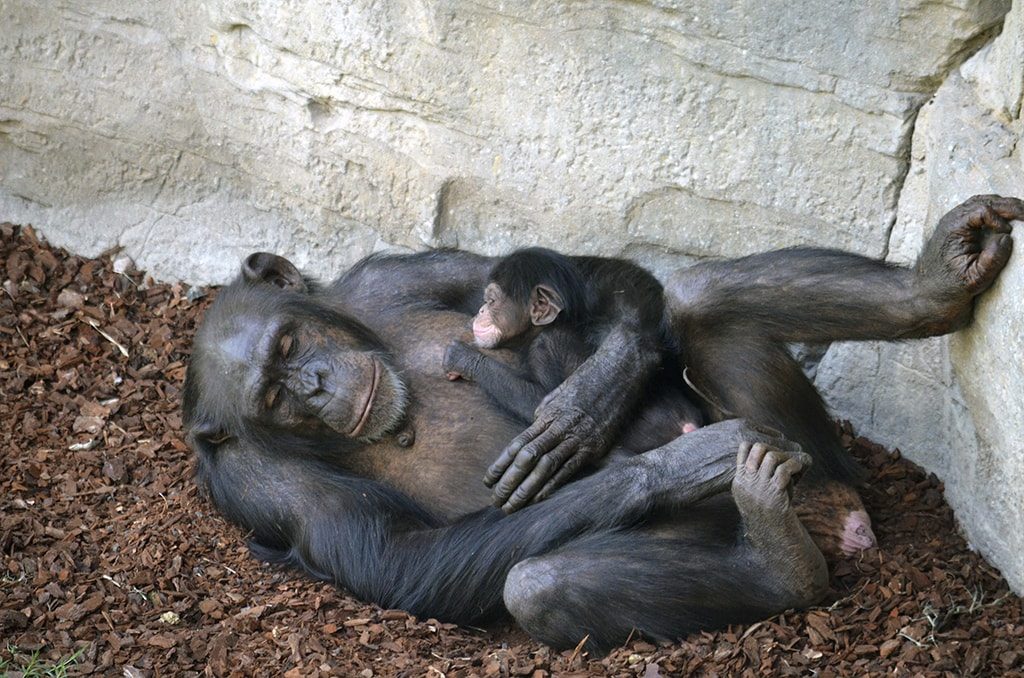 BIOPARC Valencia recibe con gran alegría el nacimiento de un chimpancé a la vista del público