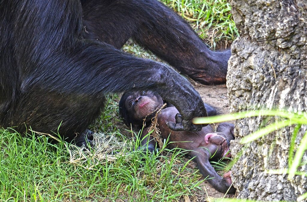 El chimpancé nacido en BIOPARC Valencia es macho y se llamará COCO