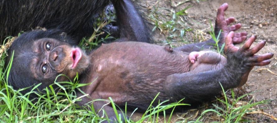 El chimpancé nacido en BIOPARC Valencia es macho y se llamará COCO
