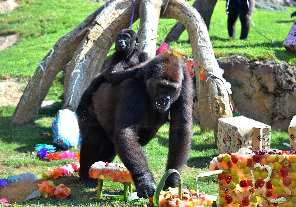 Virunga, la pequeña gorila de BIOPARC Valencia celebra su 2º cumpleaños