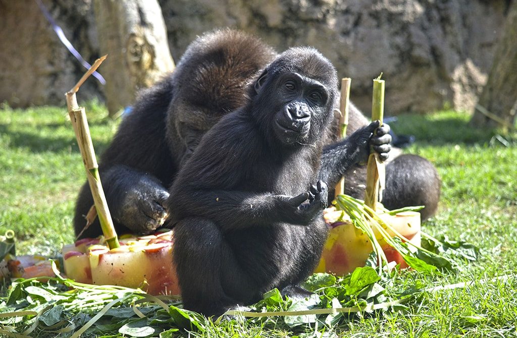 Celebración del 2º cumpleaños de la gorila VIRUNGA