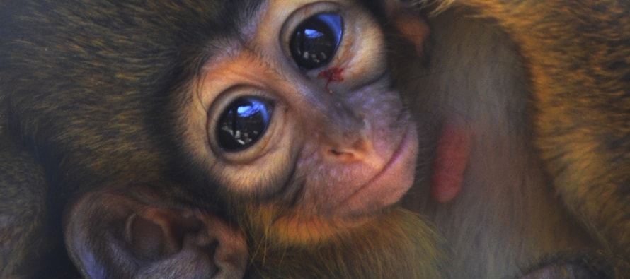 Nace en BIOPARC Valencia un talapoín, el primate más pequeño de África