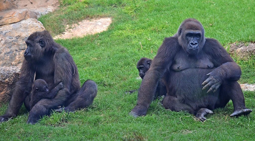 Familia de gorilas en BIOPARC Valencia - septiembre 2018