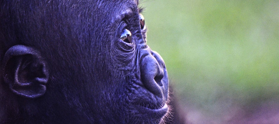 Pepe, el bebé gorila nacido en BIOPARC Valencia, ha cumplido 6 meses