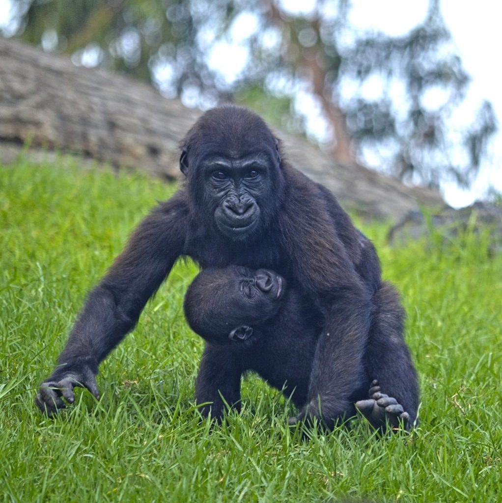 Los bebés gorila Virunga y Pepe - BIOPARC Valencia 2018