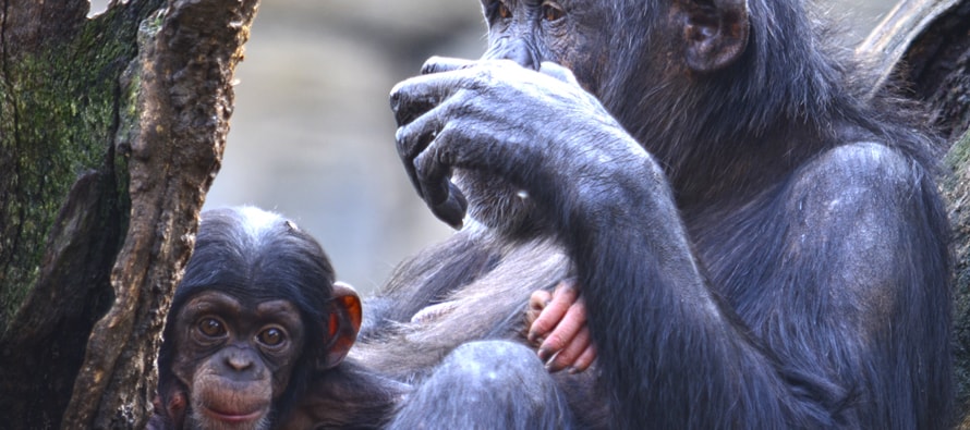 BIOPARC Valencia destina más de 21.000 euros a la conservación de gorilas y chimpancés gracias a los BIOdías