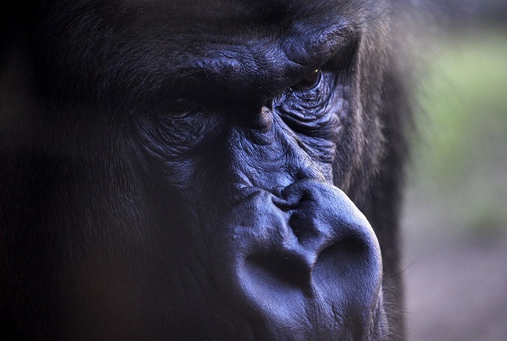 BIOPARC Valencia destina más de 21.000 euros a la conservación de gorilas y chimpancés gracias a los BIOdías 